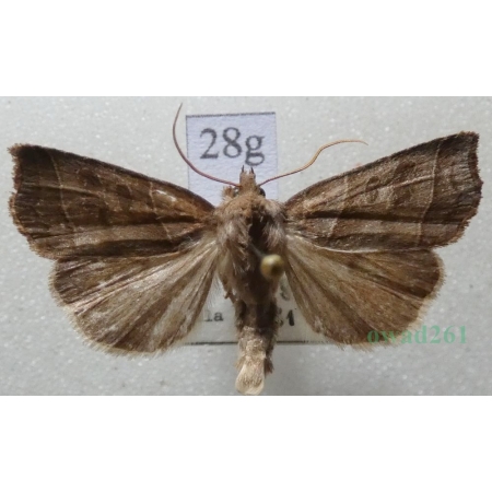 Ipimorpha retusa (Linnaeus, 1761) Kresówka kobielistka Czech28g